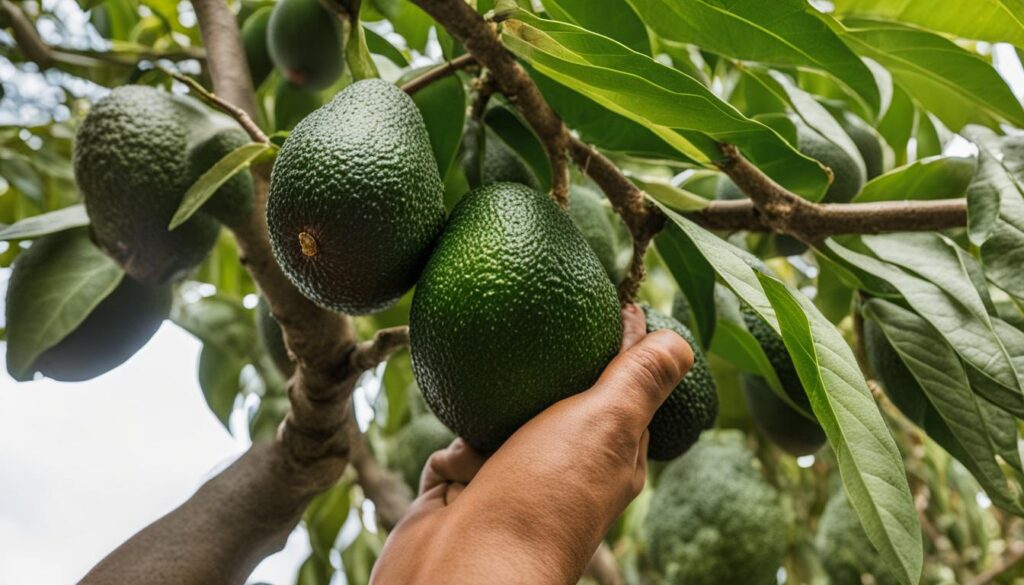 cómo seleccionar y almacenar aguacates